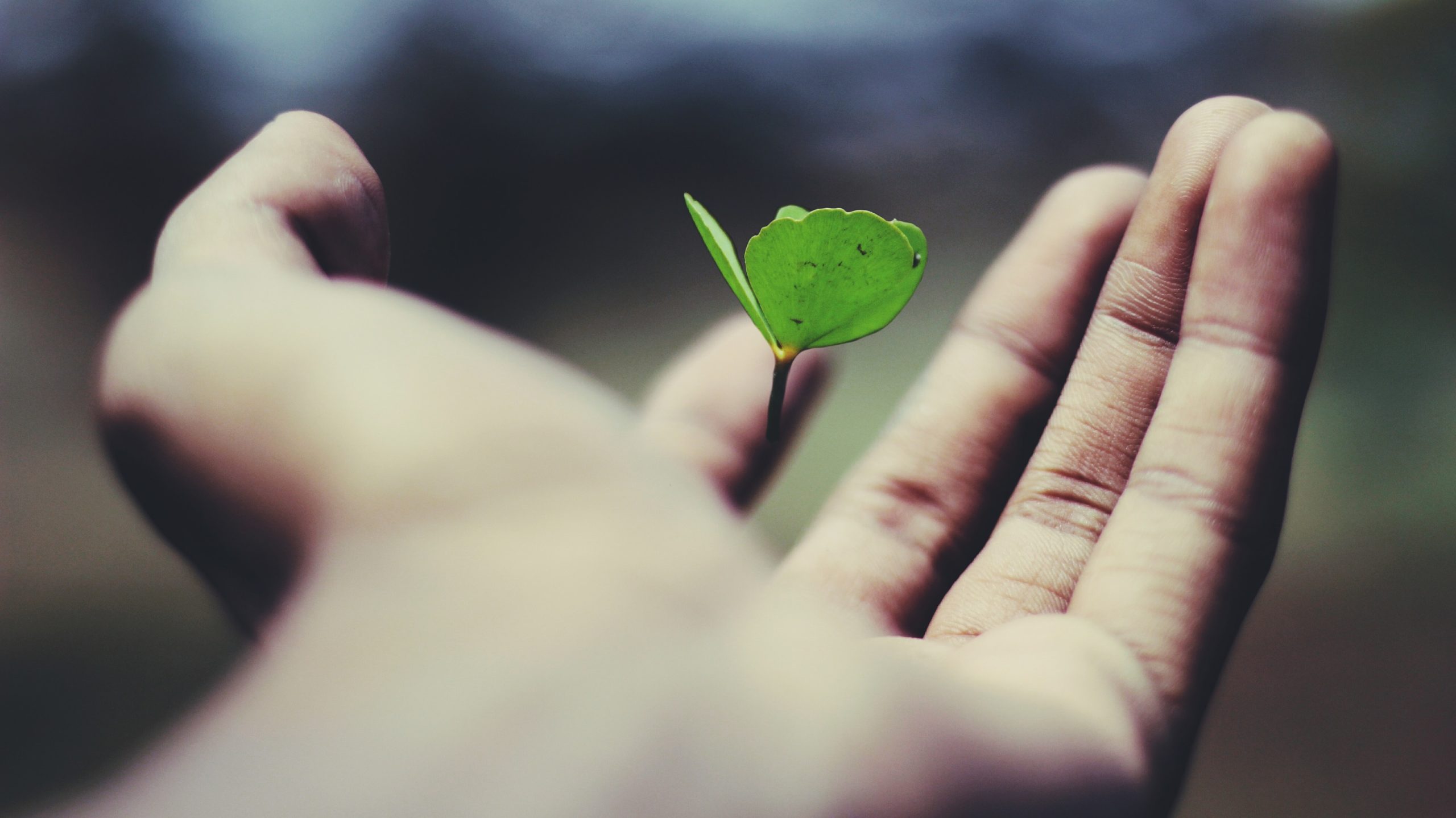 Plant budding in someone's hand. A metaphor for how the right philanthropy insights can help philanthropists' big gifts flourish.
